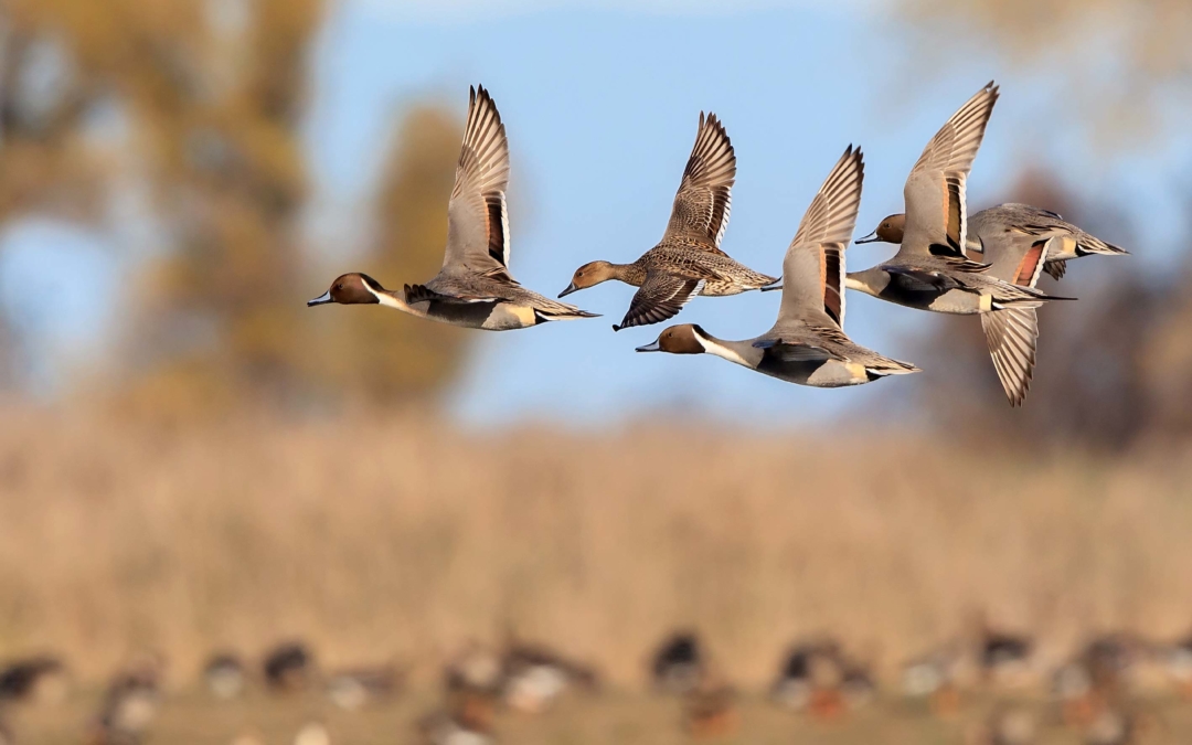 Pacific Flyway