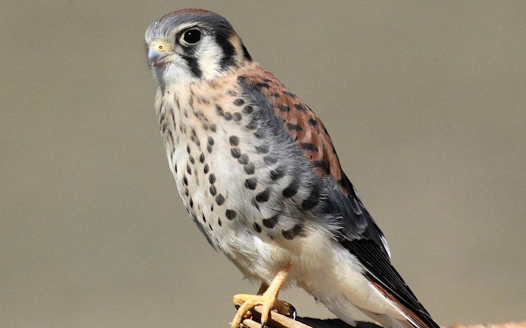 American Kestrel