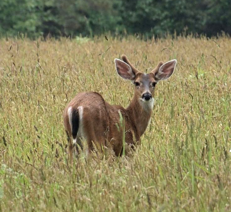 Black-tailed Deer