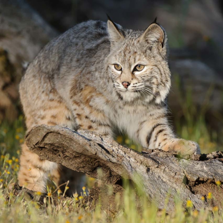 Bobcat | River Otter Ecology Project