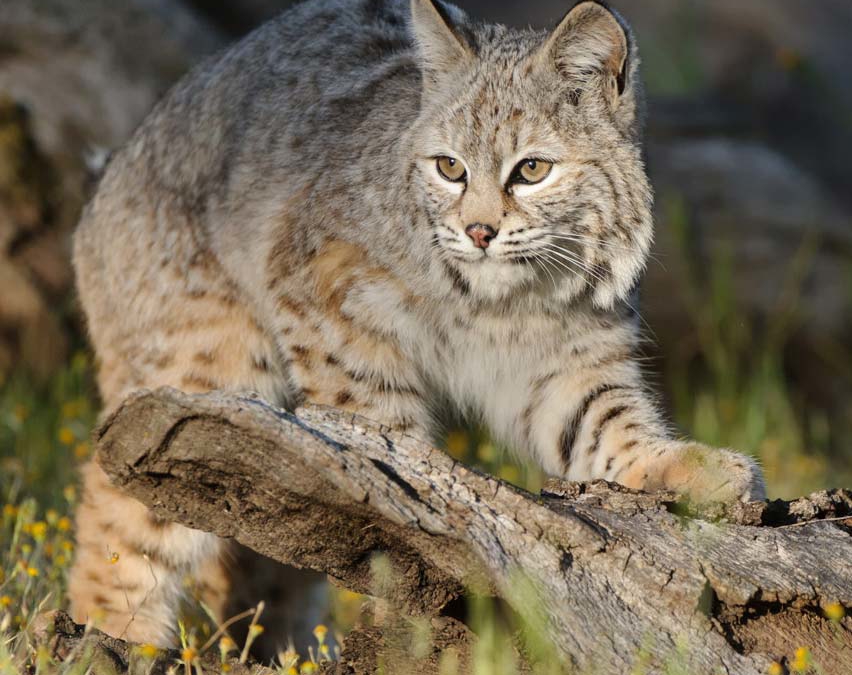 Bobcat