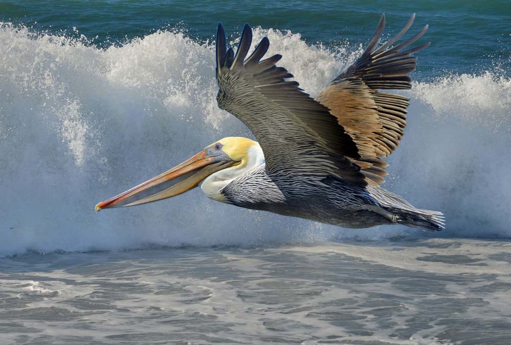 Brown Pelican