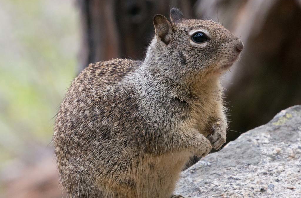 California Ground Squirrel