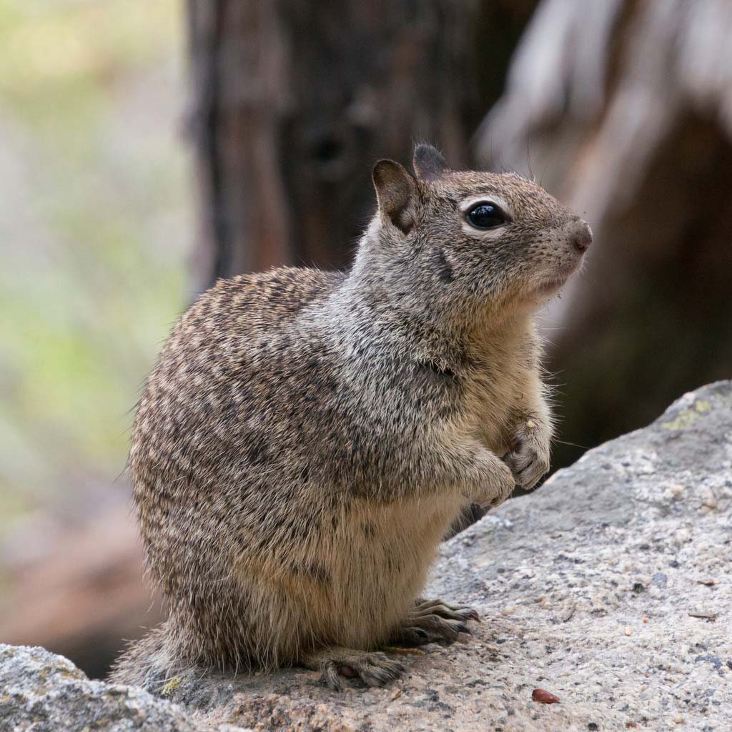 Ground Squirrel