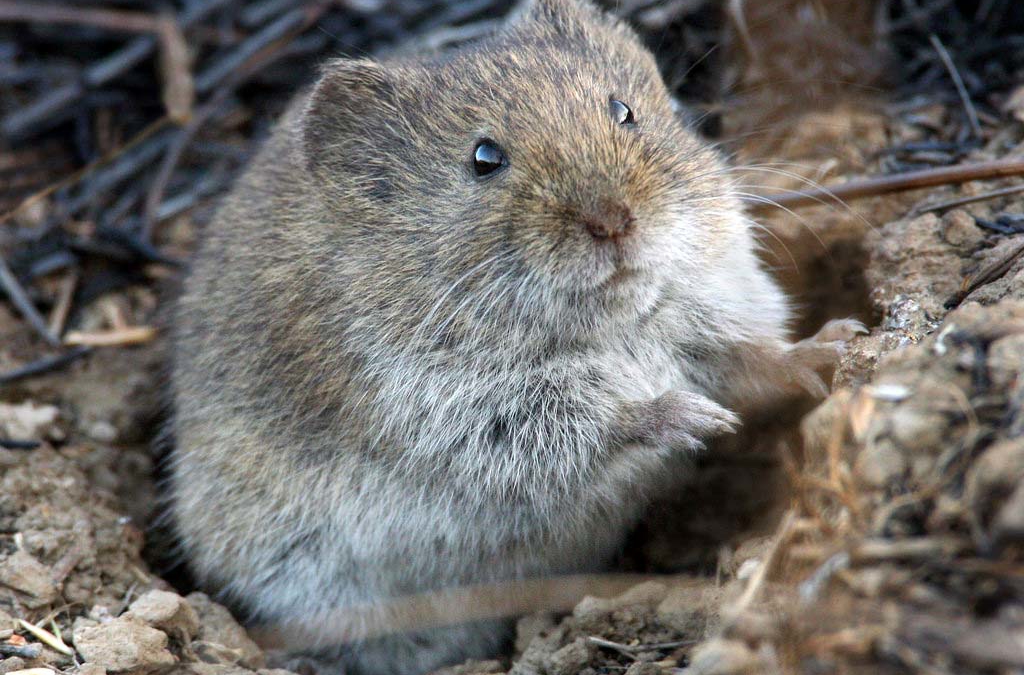 California Vole