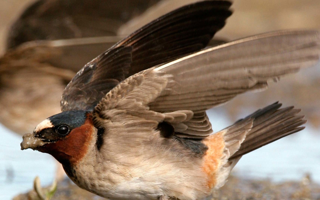 Cliff Swallow