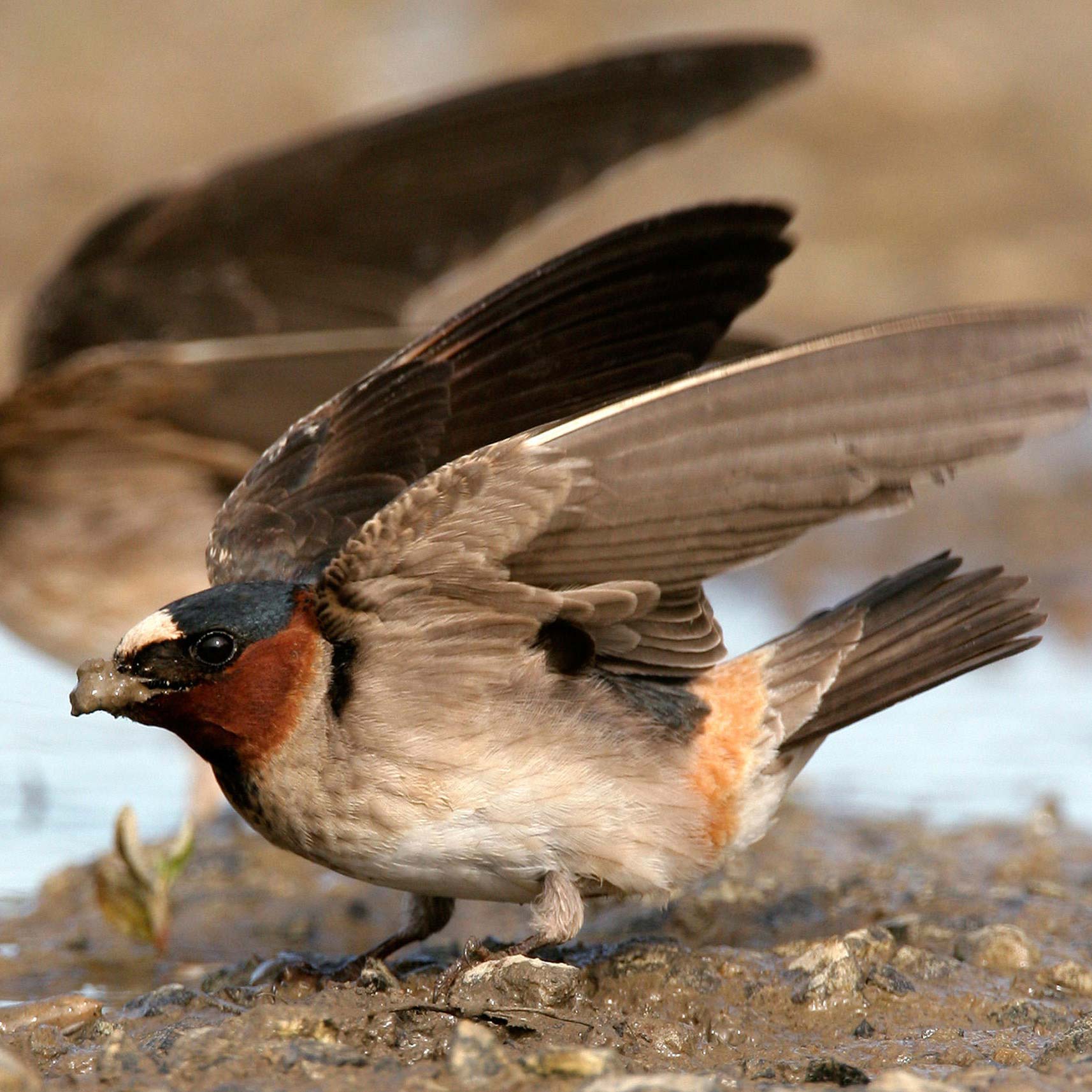 Cliff Swallow.