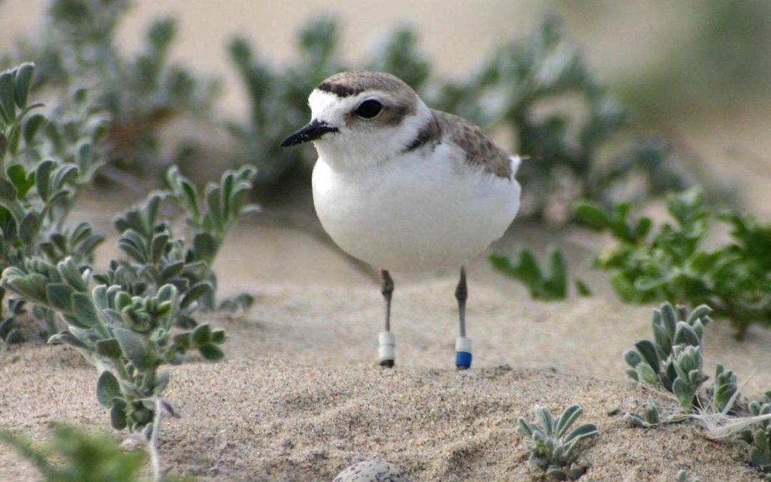 Snowy Plover