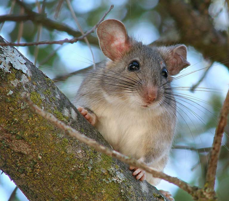 Dusky-footed Woodrat