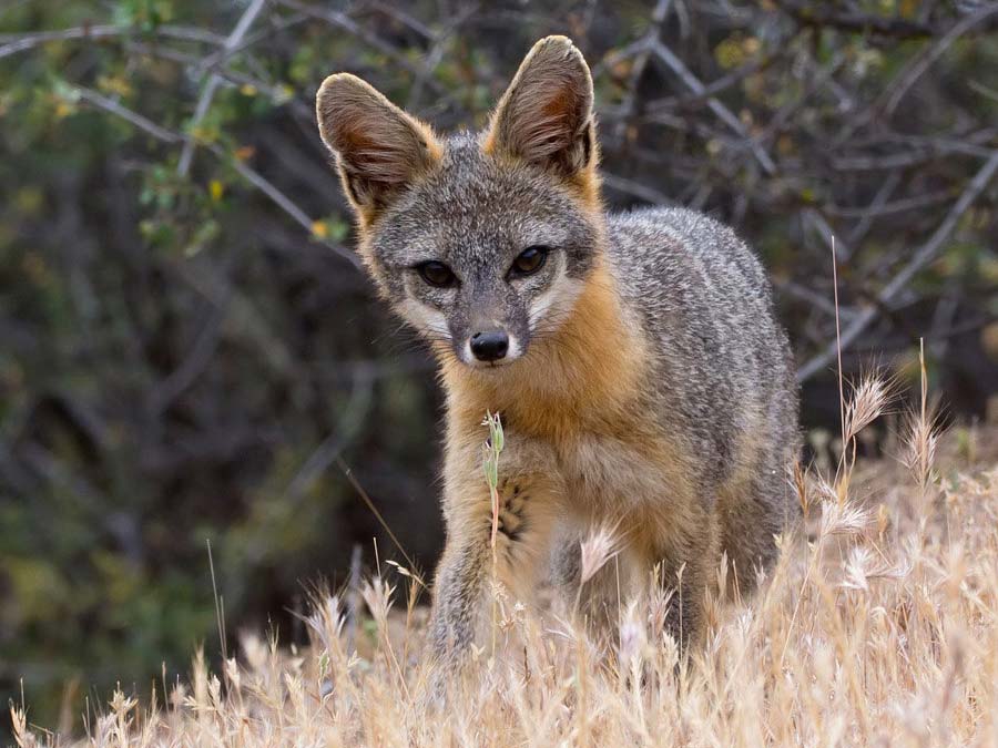 Gray Fox