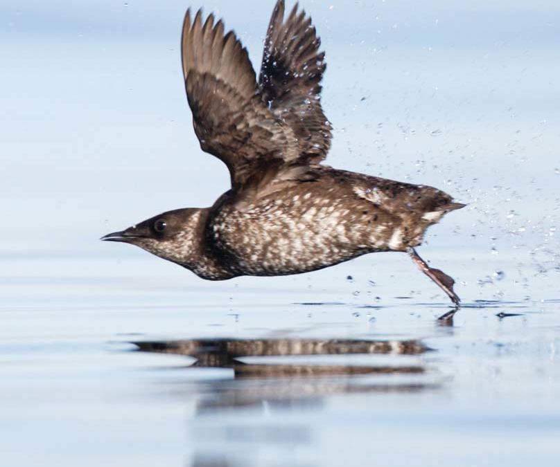 Marbled Murrelet