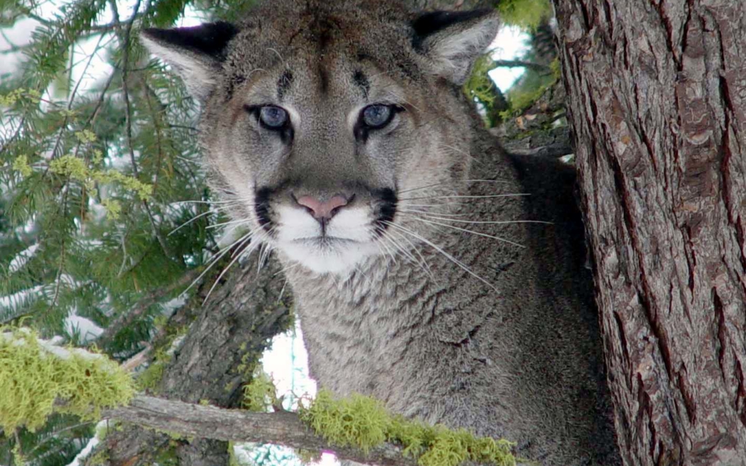 Mountain Lion