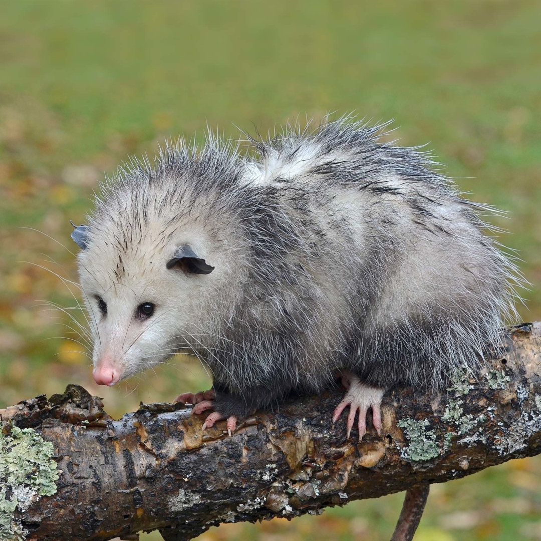 Opossum 