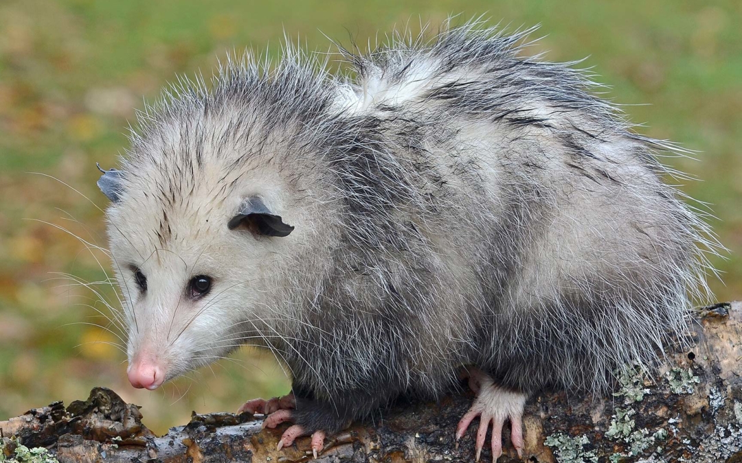 Opossum