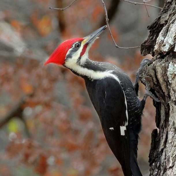 Pileated Woodpecker | River Otter Ecology Project