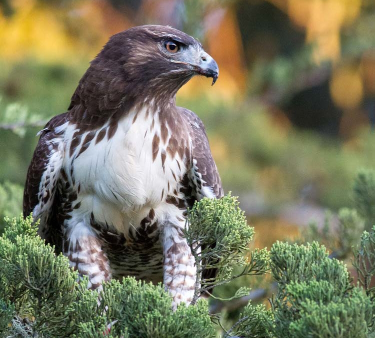 Red-tailed Hawk