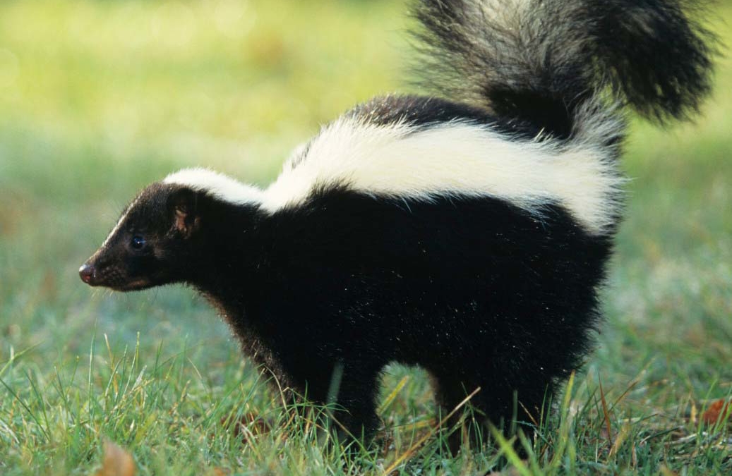 Skunk