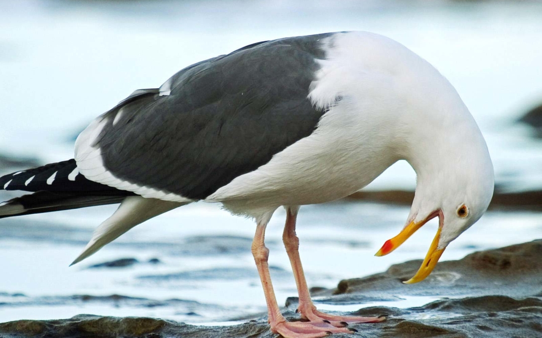 Western Gull