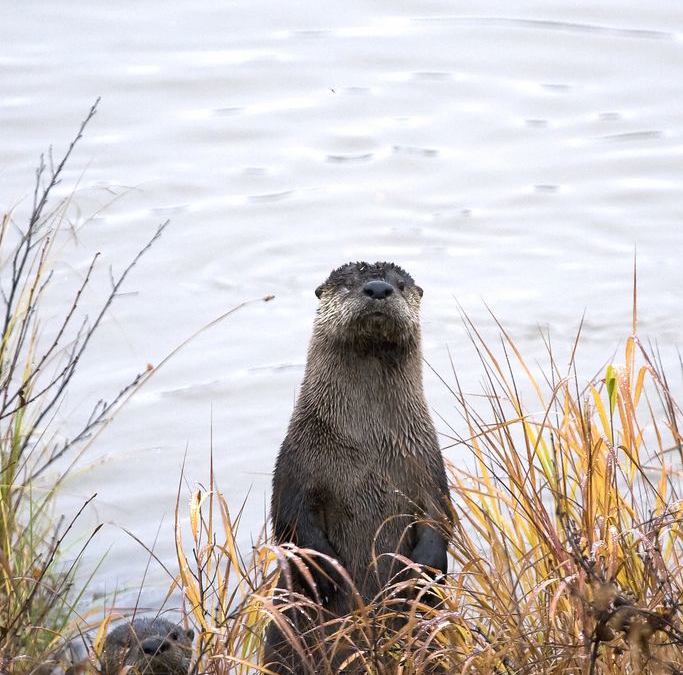 Otter Peeps deserve the whole poem!