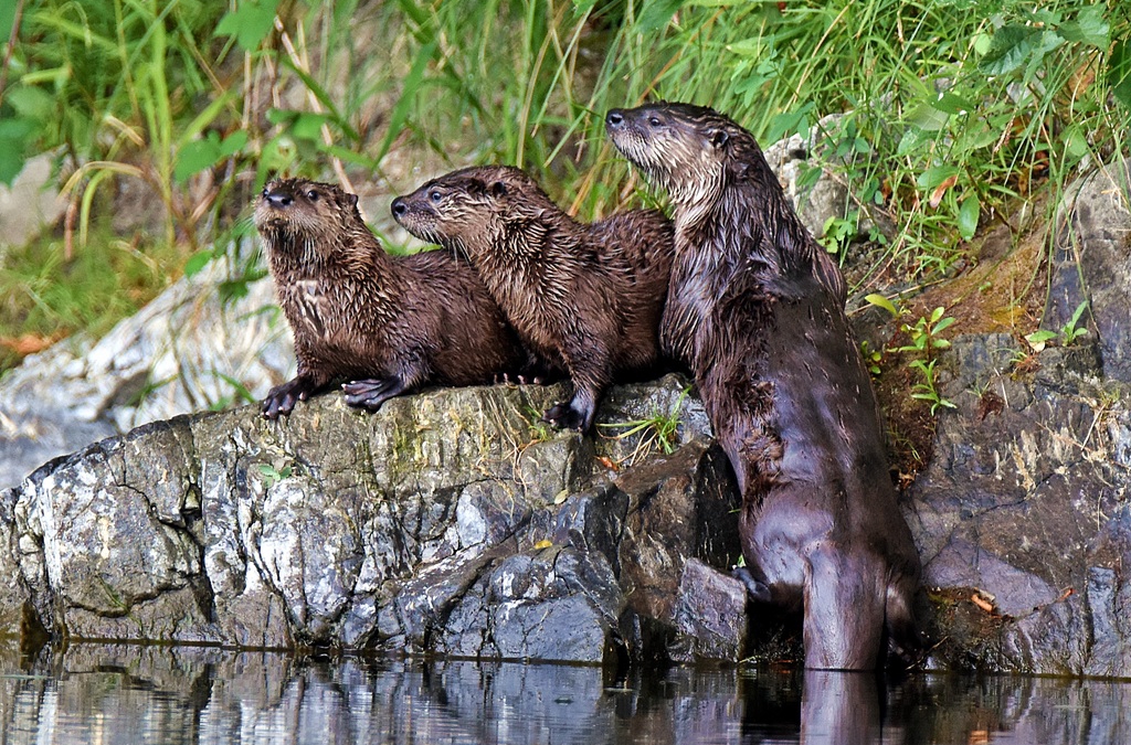 Elusive Otters