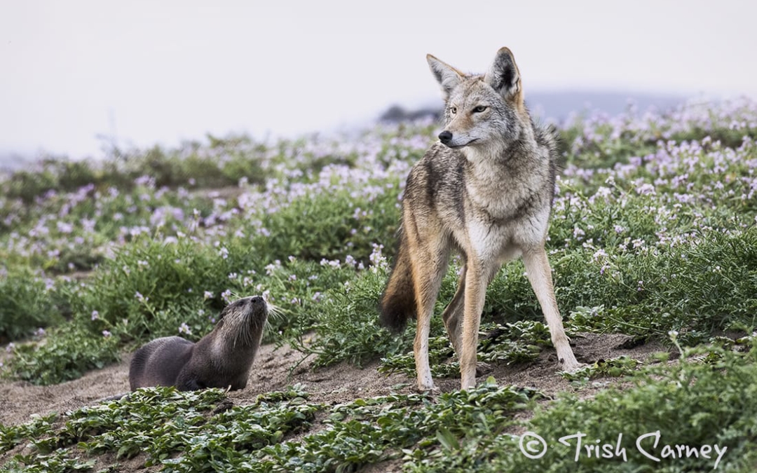 The Otters, the Coot, and the Coyote