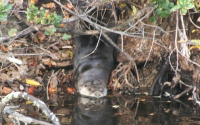 Otter Spotting in Martinez Lake