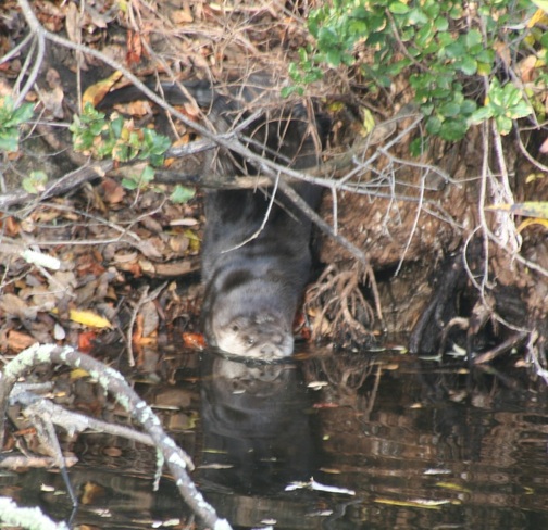 Otter Spotting in Martinez Lake