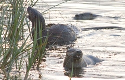 Marin River Otters: Back on the Map