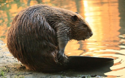 Celebrating Otters and Beavers