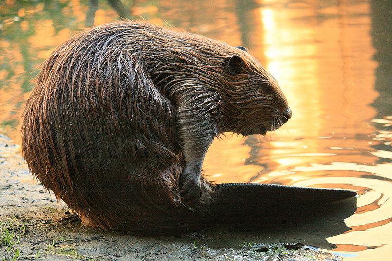 Celebrating Otters and Beavers