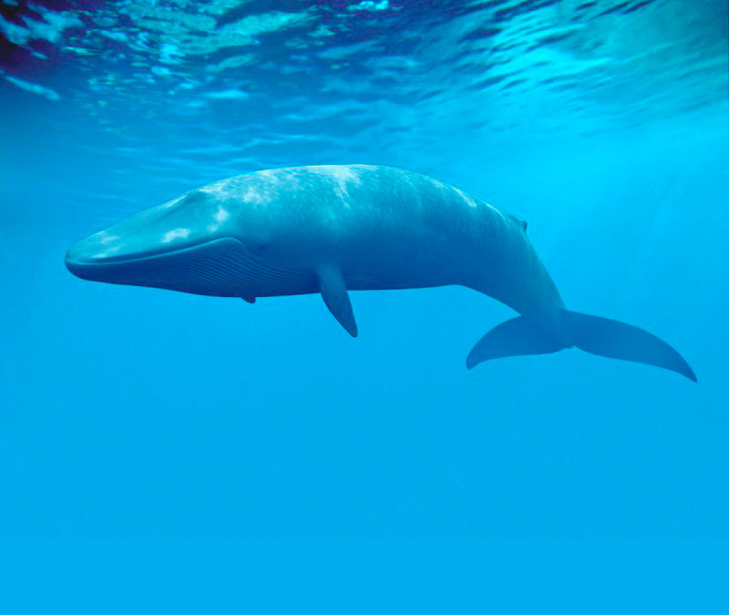 Blue Whale