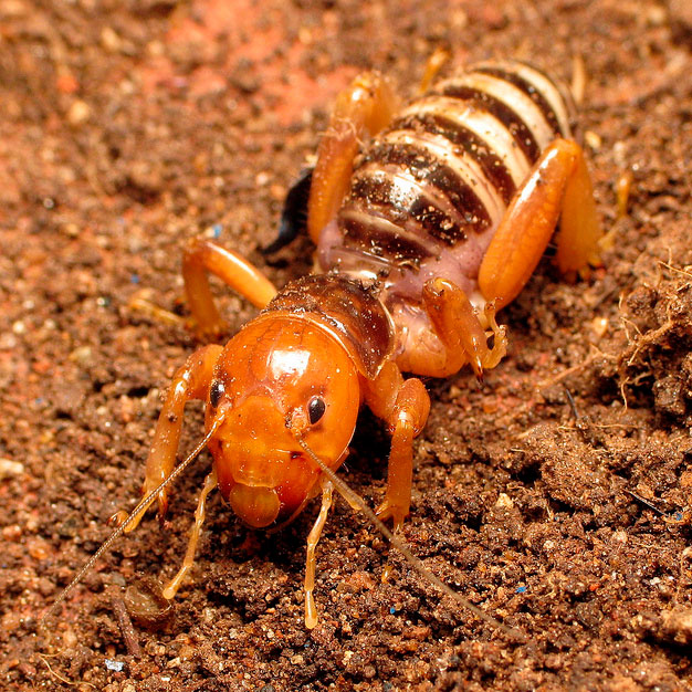 Is A Jerusalem Cricket A Potato Bug