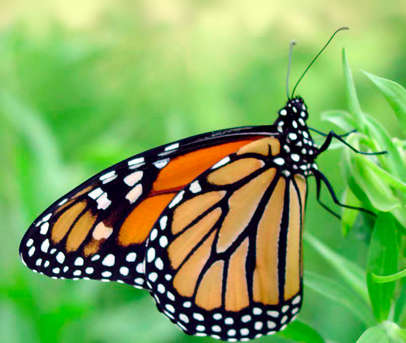 Monarch Butterfly