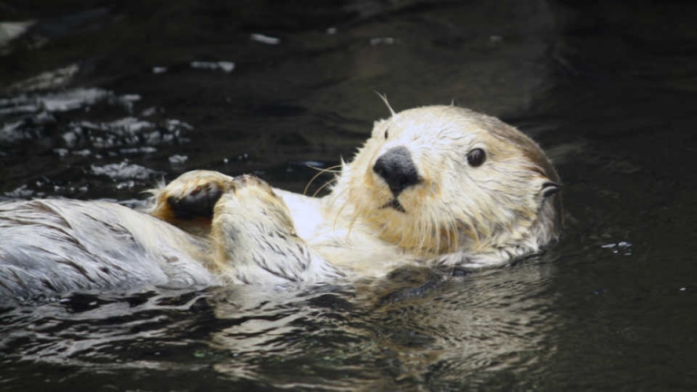 How to Identify a River Otter | River Otter Ecology Project