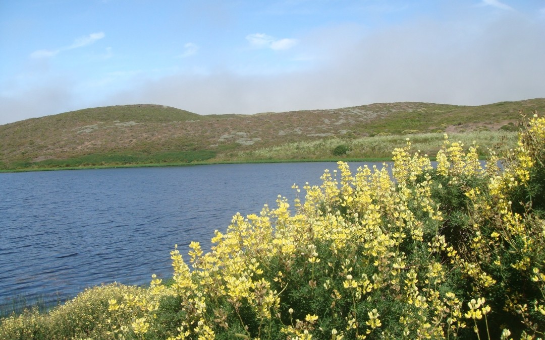 Conserved, unimpaired, for future generations?  Point Reyes National Seashore comment period open!