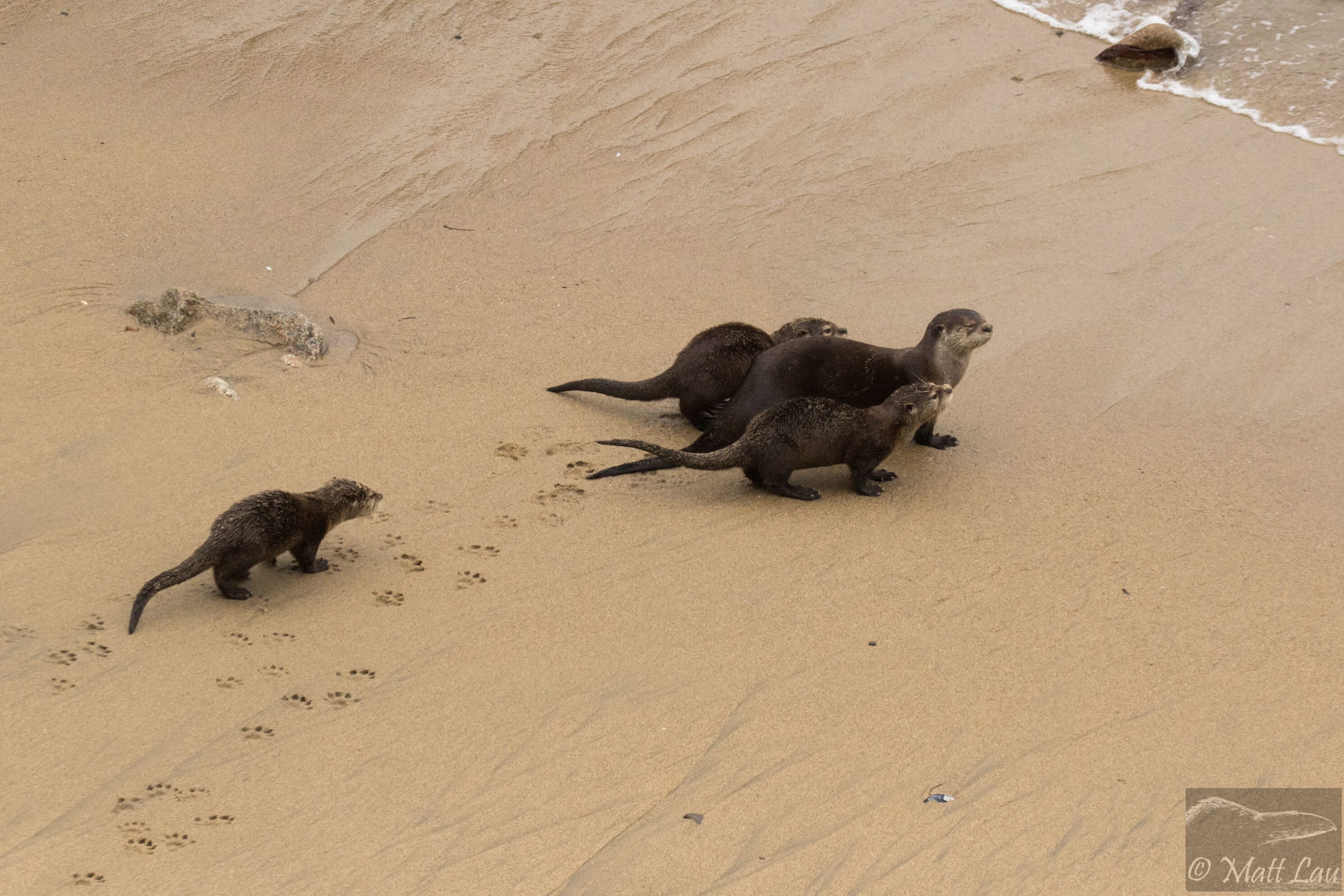 Furry river otters often sound like squeaky