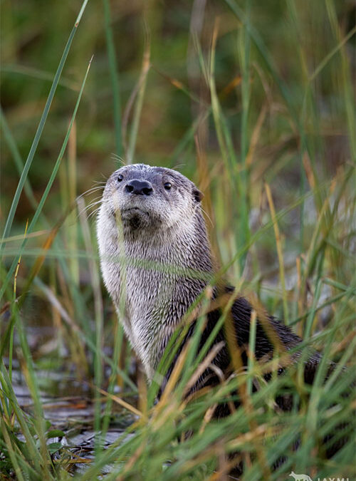 Bouncing around and bouncing back: What can river otters teach us about stream restoration and ecosystem resilience?