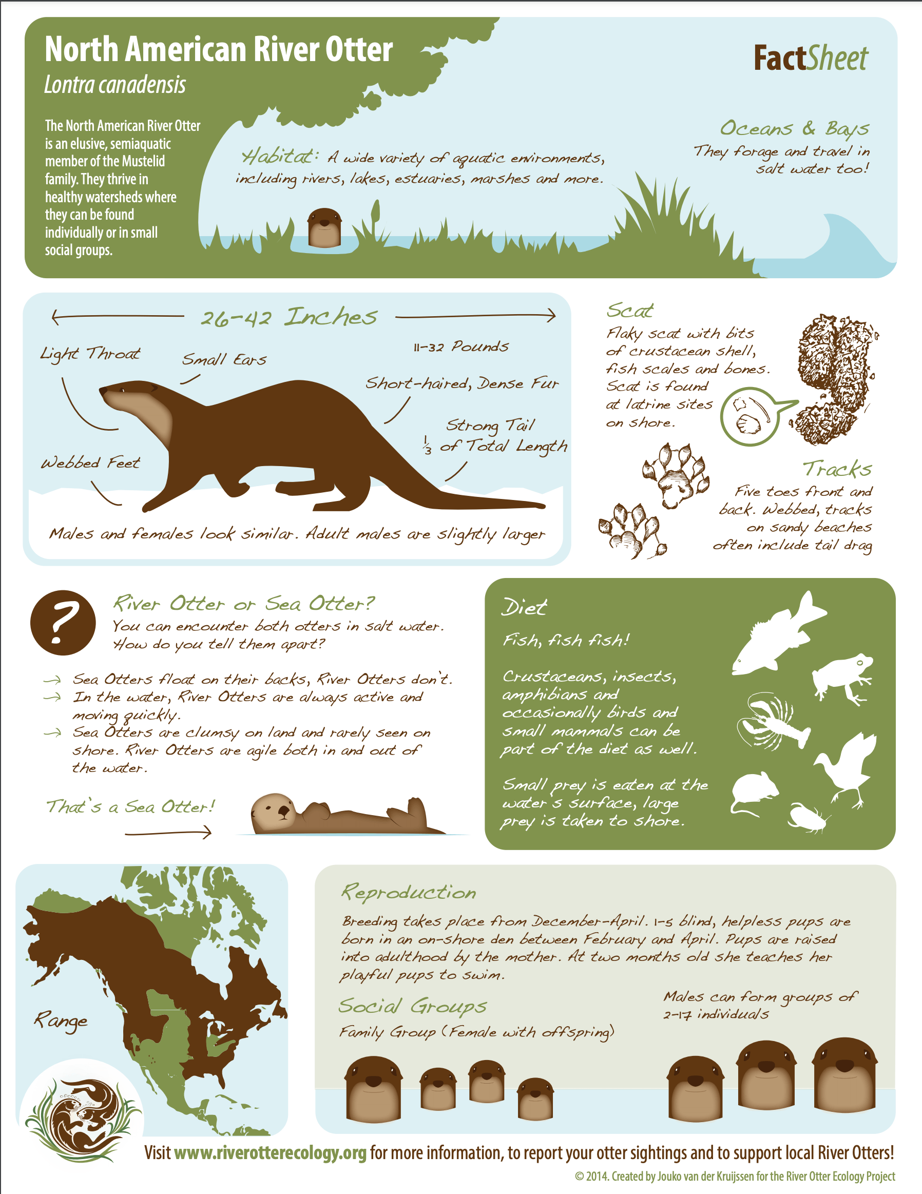 River Otter Fact Sheet | River Otter Ecology Project