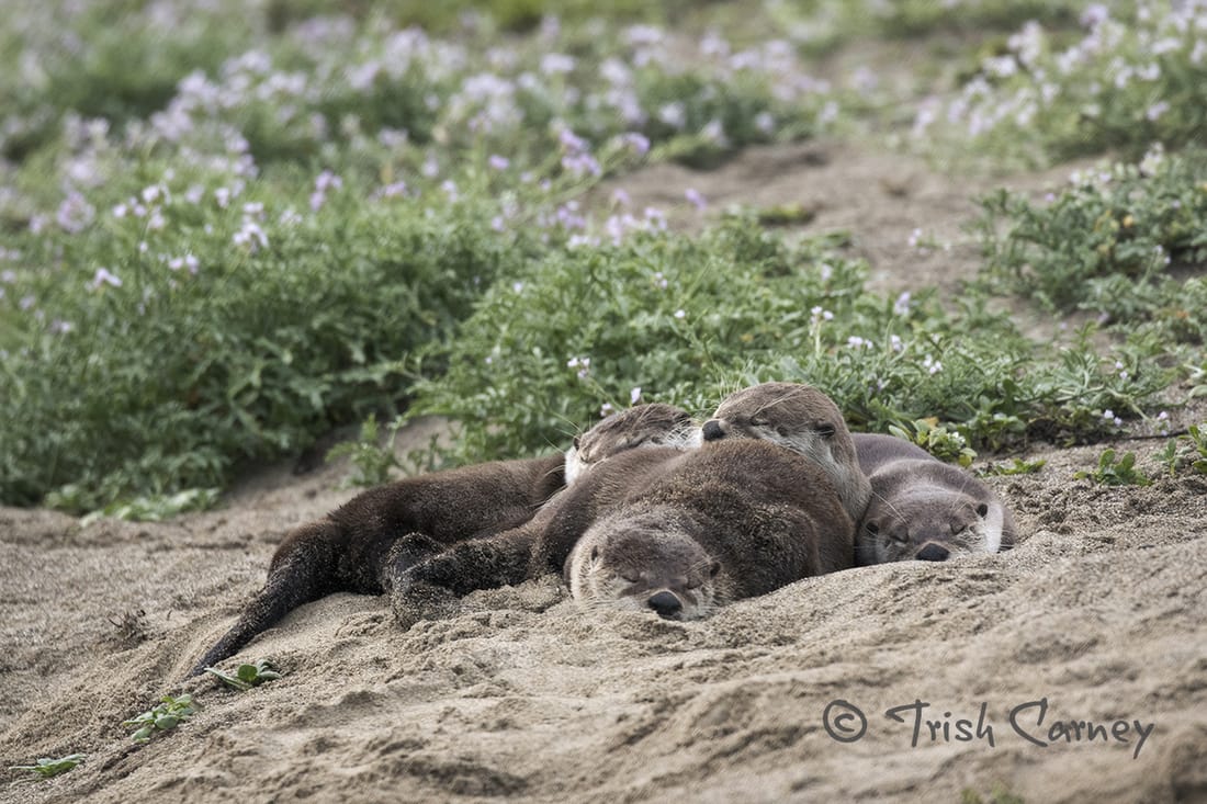 The Otters, the Coot, and the Coyote | River Otter Ecology Project